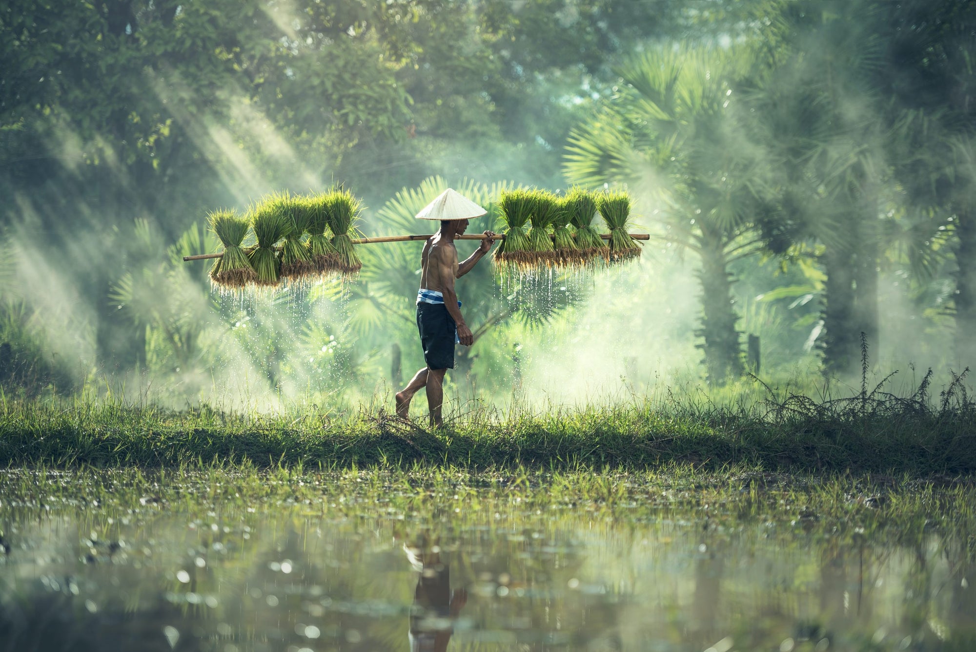Cultivating Excellence: Somani Agro