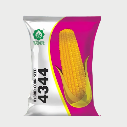 VNR 4344 maize