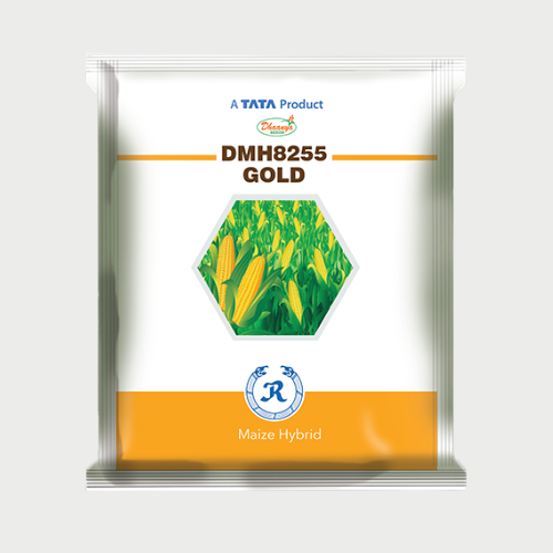 Dhaanya 8255 Gold