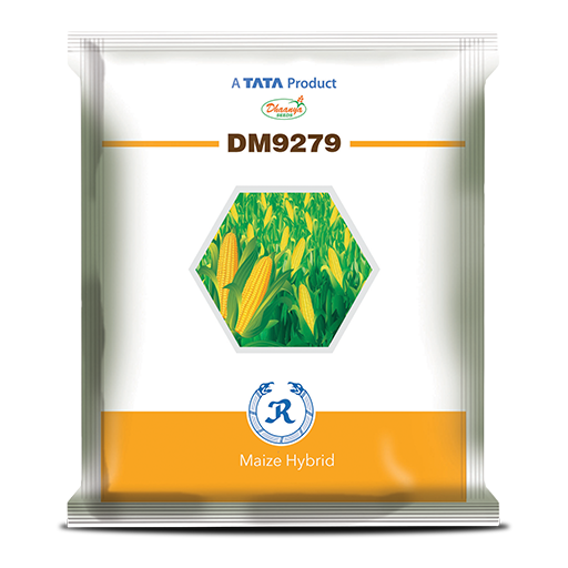 DM 9279 Hybrid Maize (Dhaanya Seeds) | High Yield & Robust Growth