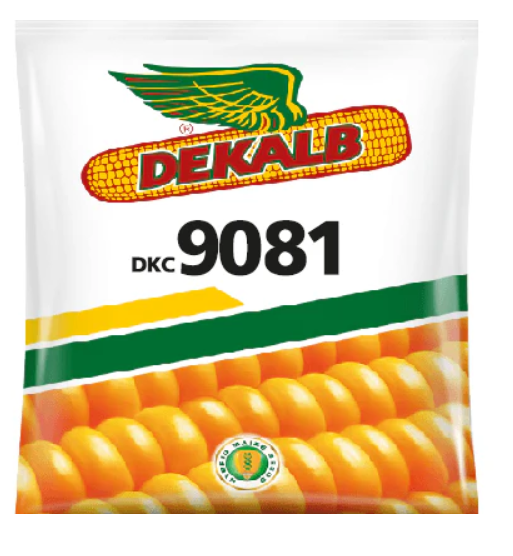 DEKALB 9081 CORN