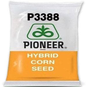 P3388 Pioneer Hybrid Corn Seeds